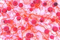 Staphylococcus aureus 3D illustration