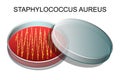 Staphylococcus aureus.v vector Royalty Free Stock Photo