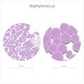 Staphylococcus bacterium vector illustration