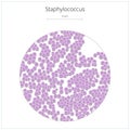 Staphylococcus bacterium vector illustration