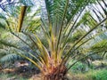 Staple palm abnormally runt Royalty Free Stock Photo