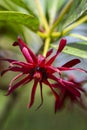 Florida anise blossom, Illicium floridanum