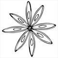 Star anise, anise, spice, vector element, coloring book