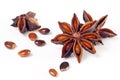 Star anise, star aniseed, or Chinese star anise Royalty Free Stock Photo