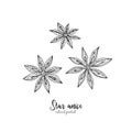 Star anise vector illustration isolated on white background. Vector vintage spices illustration. Detailed natural spices