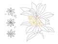 Star Anise Vector Line Design. Illicium Anisatum