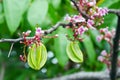 Star apple fruit with flower on the tree