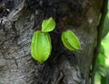 Star apples, star fruit hang on tree. Royalty Free Stock Photo