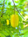 Star apples ,star fruit hang on tree Royalty Free Stock Photo