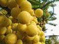 Gooseberry in the Thai orchard has a dense taste.