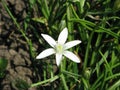 Star of Bethlehem floret