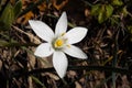 Star-of-Bethlehem Flower