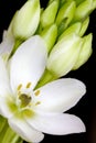 Star of Bethlehem Flower