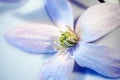 Star of Bethlehem flower close-up