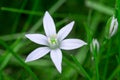 Star of Bethlehem flower in grass