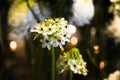 Star of Bethlehem flower, Ornithogallum umbellatum Royalty Free Stock Photo