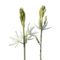 Star of Bethlehem flower or Ornithogalum ponticum isolated on white background