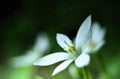 Star of Bethlehem flower