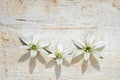 Star of bethlehem flowers