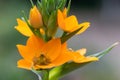 Star of Bethlehem Ornithogalum dubium, orange flowers