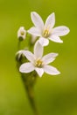 Star of  bethlehem Royalty Free Stock Photo