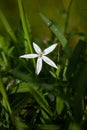 Star of Bethlehem white 5 petals flower blurred background