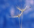 Star burst droplets Dandelion seeds macro Royalty Free Stock Photo