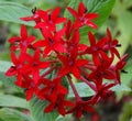 Red Star Cluster Flower Royalty Free Stock Photo