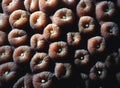 Star coral polyps