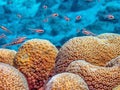 Star Coral on coral reef Royalty Free Stock Photo