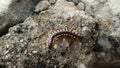 Star dung is a type of millipede in the family paradoxosomatidae. Royalty Free Stock Photo