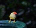 Star Finch Royalty Free Stock Photo