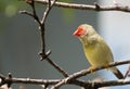 Star Finch Royalty Free Stock Photo