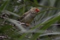 Star finch in green grass Royalty Free Stock Photo