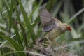 Star finch in green grass Royalty Free Stock Photo