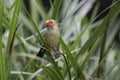 Star finch Royalty Free Stock Photo