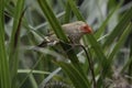 Star finch Royalty Free Stock Photo