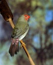 Star Finch, neochmia ruficauda, Adult