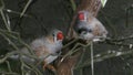 Star finch (Neochmia ruficauda) common to Australia