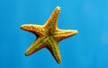 star fish