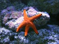 Star fish Royalty Free Stock Photo