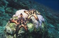 Star fish on coral reef