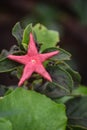Star fish flower 