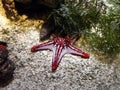 Star fish (Protoreaster linckii) Royalty Free Stock Photo