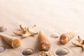 Star fish and sea shells on beach sand Royalty Free Stock Photo