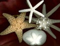 Star fish shells Royalty Free Stock Photo