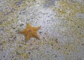 The star fish surrounded by sea shells Royalty Free Stock Photo