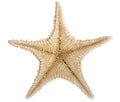 Star Fish Royalty Free Stock Photo
