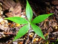 Star flower leaf
