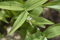 Star flowered lily of the valley Royalty Free Stock Photo